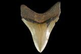 Serrated, Fossil Megalodon Tooth - North Carolina #147490-1